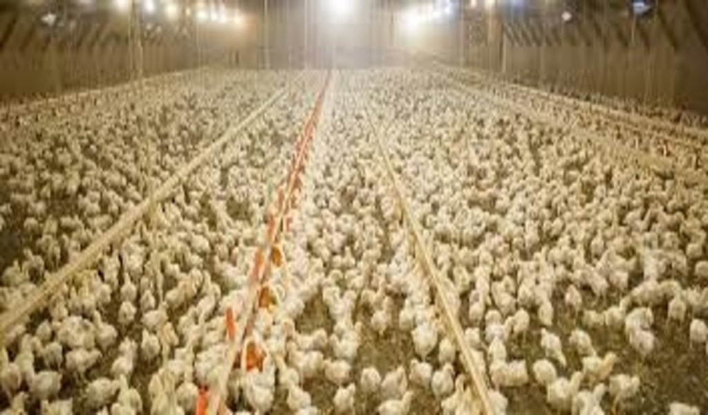 Russia Detects First Case Of H598 Avian Flu In Humans